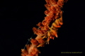   Wire coral shrimp... shrimp  